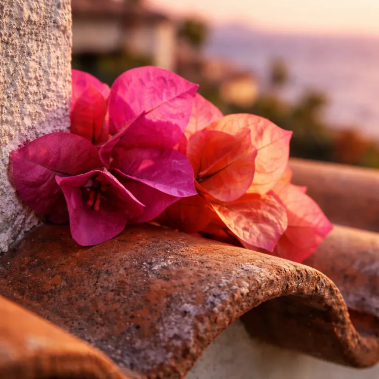 Madeira island hotels for an elegant stay by the Atlantic